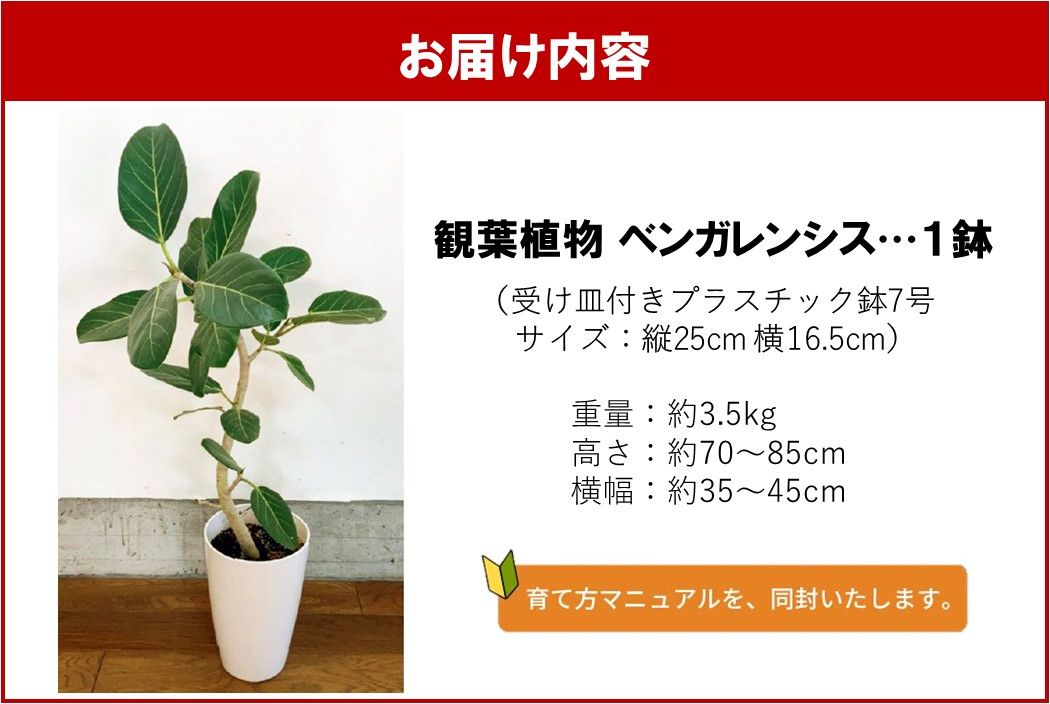 066-15 【4月以降(九州地方から)発送】観葉植物 ベンガレンシス7号サイズ1鉢