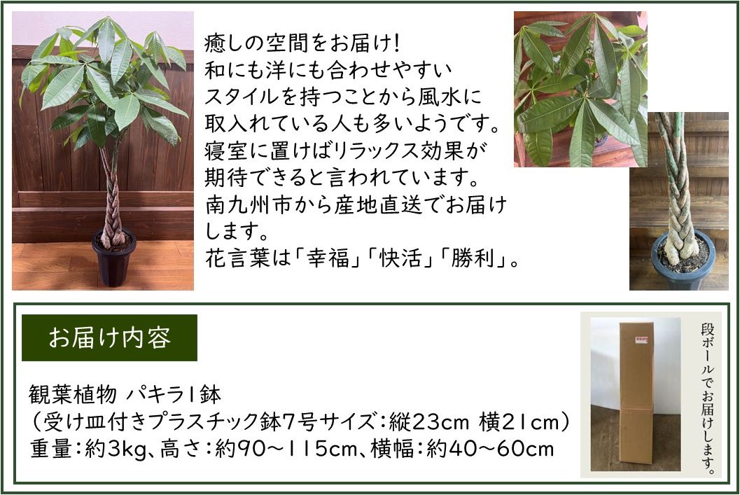 066-17 【4月以降(九州地方から)発送】観葉植物 パキラ1鉢