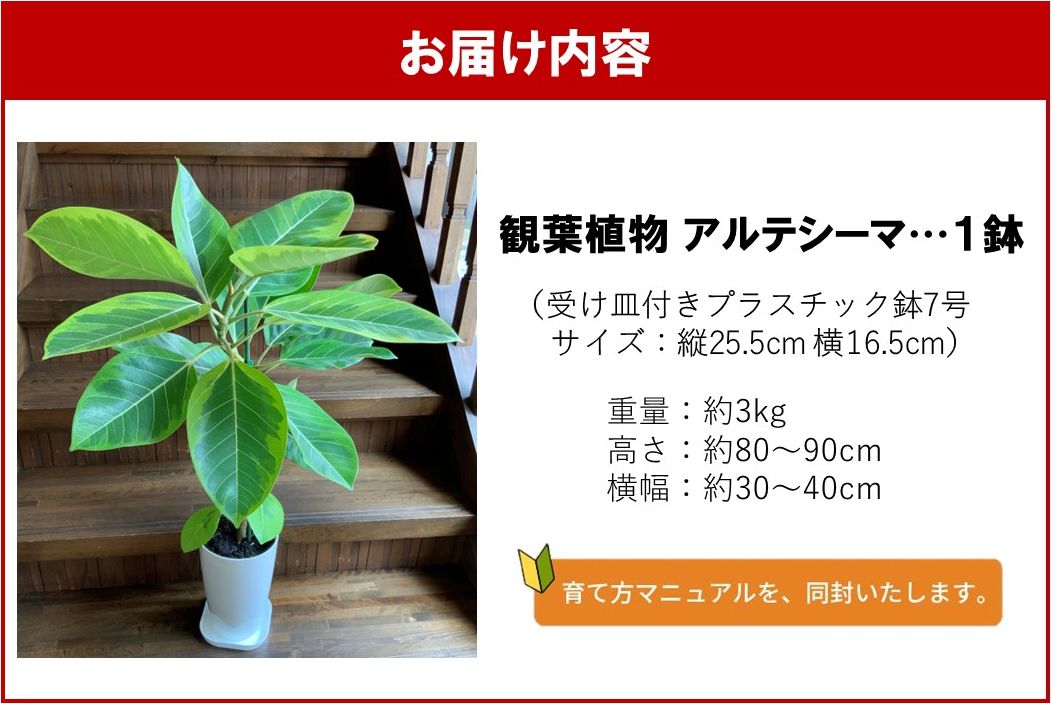 066-18 【4月以降(九州地方から)発送】観葉植物 アルテシーマ1鉢