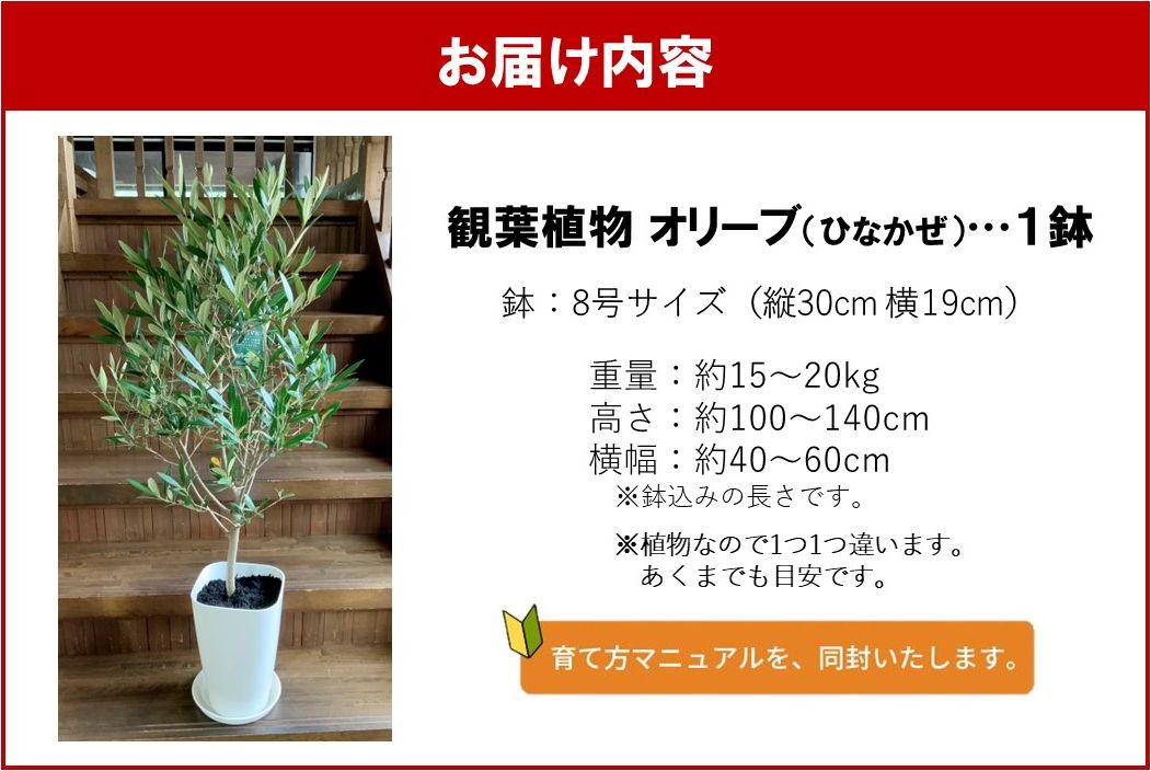 066-20 観葉植物 オリーブ(ひなかぜ)1鉢: 南九州市ANAのふるさと