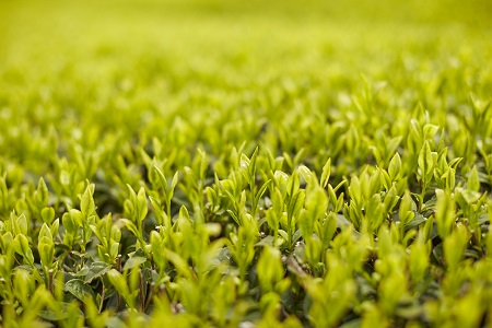 078-07 お茶の芳香園 輝粋ギフトBOX