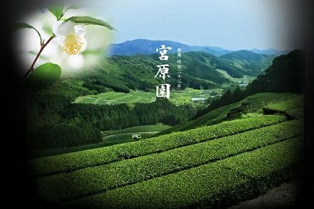 091-01 知覧茶 みやはら伴左エ門2本