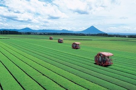 051-25 知覧茶夢ほたるペットボトル24本