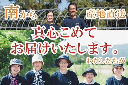 【全4回】南の大地で育てられた旬の野菜・果物定期便 017-15