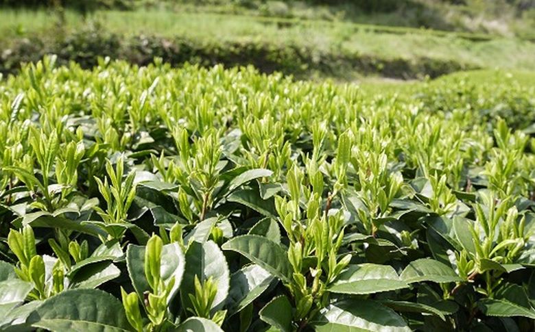 007-21 奥知覧茶と鹿児島茶 特上煎茶セット
