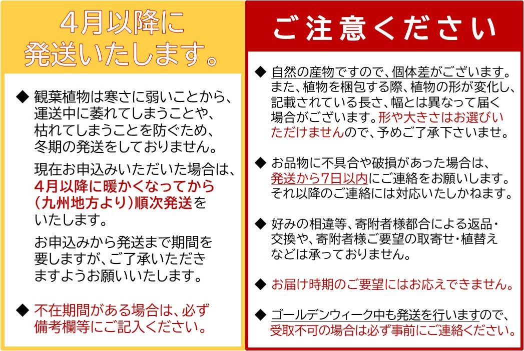 066-17 【4月以降(九州地方から)発送】観葉植物 パキラ1鉢