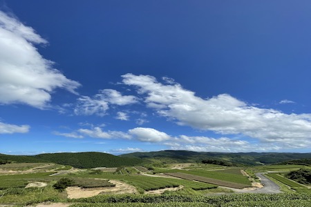 118-03 小堀製茶の2025年産煎茶『翠-SUI・鸚-OU・蒼-SOU』セット