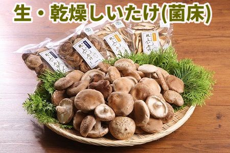 029-02 生・乾燥しいたけ(菌床)