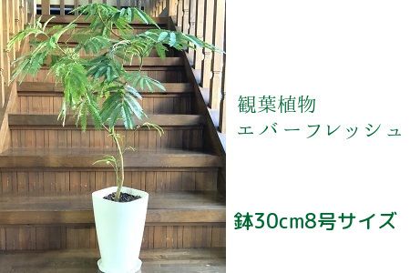 066-08 【4月以降(九州地方から)発送】観葉植物 エバーフレッシュ8号サイズ1鉢