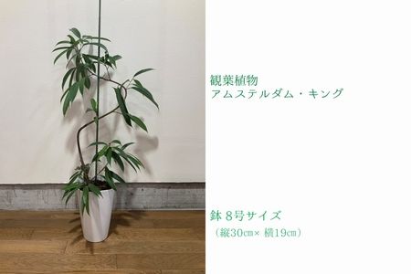 066-14 【4月以降(九州地方から)発送】観葉植物 アムステルダム・キング1鉢