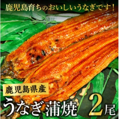 鹿児島県産うなぎ蒲焼2尾 008-55【配送不可地域：離島】