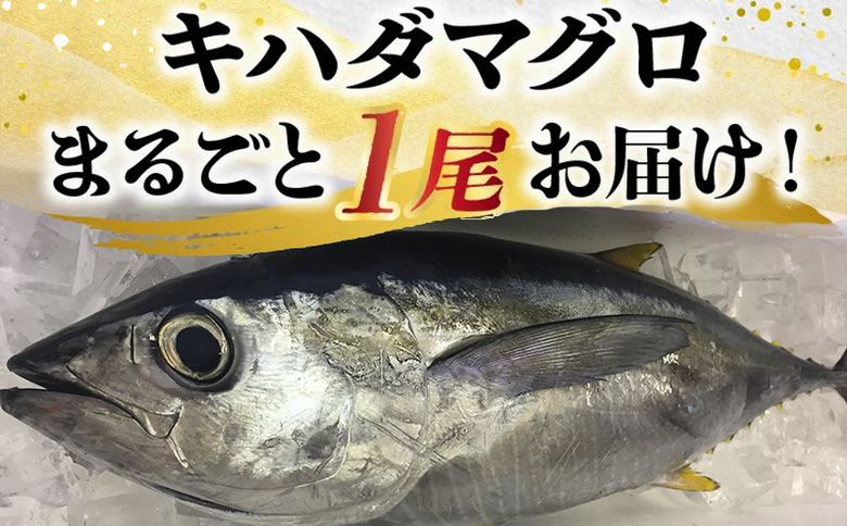 008-57 鹿児島近海キハダマグロ1尾