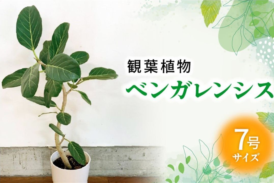 066-15 【4月以降(九州地方から)発送】観葉植物 ベンガレンシス7号サイズ1鉢