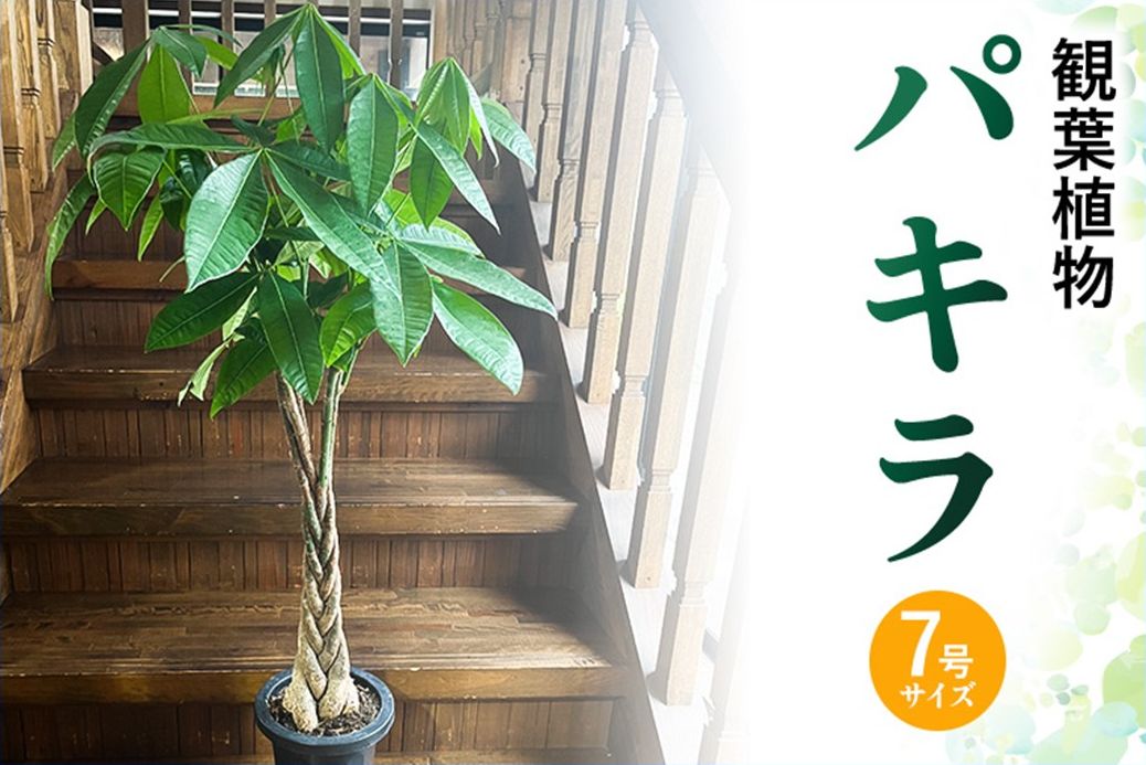 066-17 【4月以降(九州地方から)発送】観葉植物 パキラ1鉢