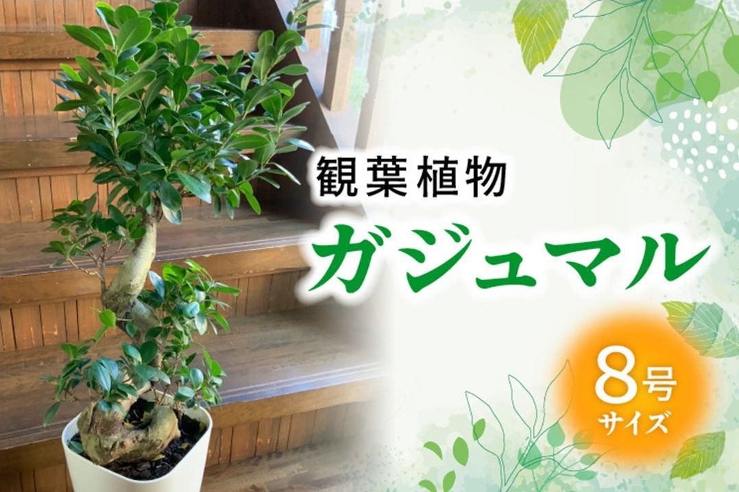 066-19 【4月以降(九州地方から)発送】観葉植物 ガジュマル1鉢