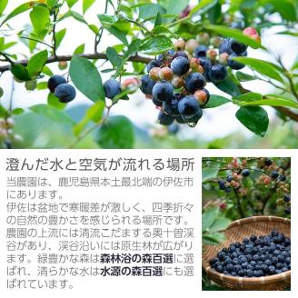 isa157 冷凍ブルーベリー(1kg) ふるさと納税 伊佐市 特産品 フルーツ 果物 冷凍 冷凍便【伊佐ブルーベリーつみとり観光農園】