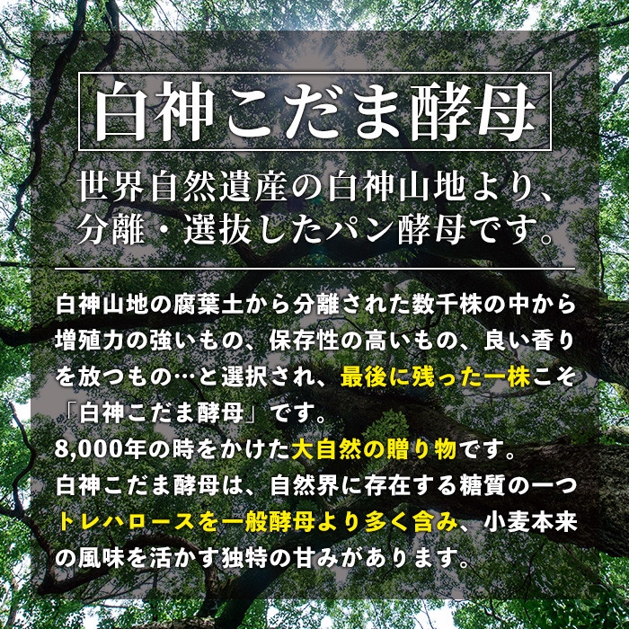 isa170 ＜予約受付中！2026年2月中に発送予定＞プレーンベーグル(16個) 天然酵母 ふるさと納税 伊佐市 特産品 パン 国産 白神こだま酵母 ヒマラヤ岩塩 焼きたて 急速冷凍 ベーグル 牛乳・卵・バター不使用 ベーグルサンド 就労支援 【工房あけぼの】