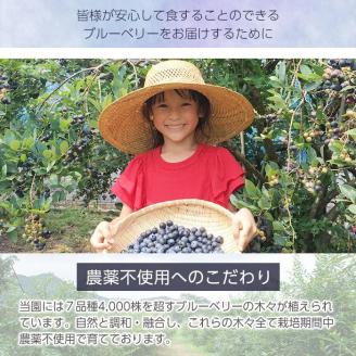isa157 冷凍ブルーベリー(1kg) ふるさと納税 伊佐市 特産品 フルーツ 果物 冷凍 冷凍便【伊佐ブルーベリーつみとり観光農園】