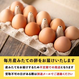 isa529 【定期便】いちき農園のこだわり卵(計480個・40個×12カ月)平飼い 鶏 たまご 卵 タマゴ 低コレステロール  抗生物質不使用 卵かけご飯 TKG 定期便【いちき農園】