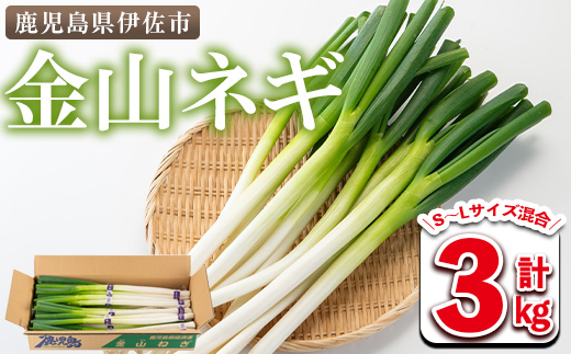isa534 〈2025年1月以降順次発送〉《期間限定》鹿児島県産金山ネギ(計