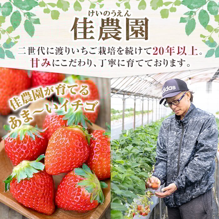 a881-01 【平日着】＜先行予約受付中！2026年2月上旬～3月下旬に発送予定＞ いちご・さがほのか(合計24粒～30粒)【佳農園】国産 鹿児島県産 苺 イチゴ フルーツ 果物 くだもの ギフト 贈答用