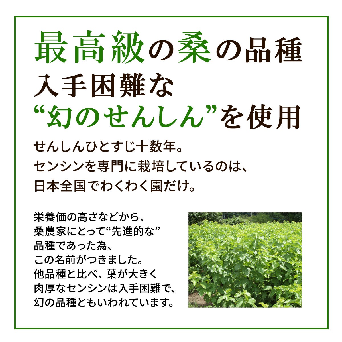 a1014 さつま桑茶 (30包)【わくわく園】姶良市 桑の葉 桑茶 国産 無農薬 健康茶 ハーブ マルベリー ノンカフェイン