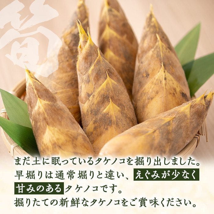 a806 ＜先行予約受付中！2025年12月下旬～2026年2月末の間に発送予定＞数量限定！早堀り筍(正味約1.5kg)【夢竺山株式会社】国産 早堀り たけのこ タケノコ 筍 竹の子