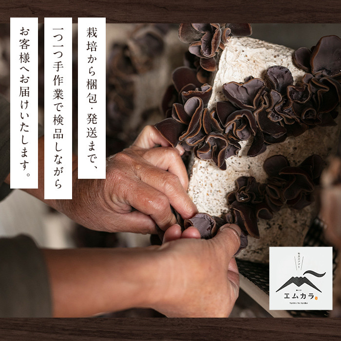 a745 国産乾燥きくらげ計60g(20g×3袋)【姶良のアグリM～】 姶良市 国産 きのこ キノコ 茸 野菜キクラゲ きくらげ 木耳 乾燥 天日干し 小分け 常温 常温保存 セット 化粧箱 ギフト箱