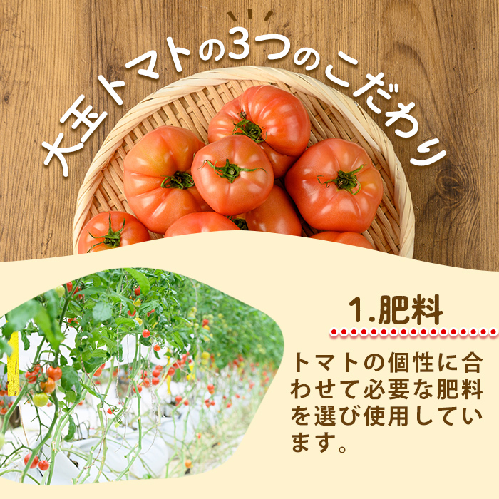 s613 《期間・数量限定》＜訳あり＞大玉トマト(約2kg) 鹿児島 国産 九州産 野菜 やさい 新鮮 とまと トマト 訳あり 規格外 ご家庭用 産地直送 サラダ 【吉祥庵園芸】