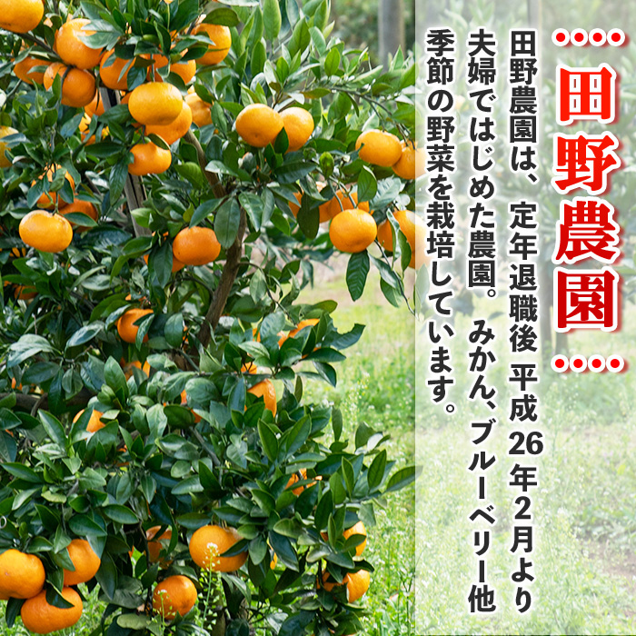 s765 ≪期間限定≫十万温州みかん(計約5kg・M～Lサイズ) 鹿児島 国産 九州産 フルーツ 柑橘 みかん 蜜柑 【田野農園】