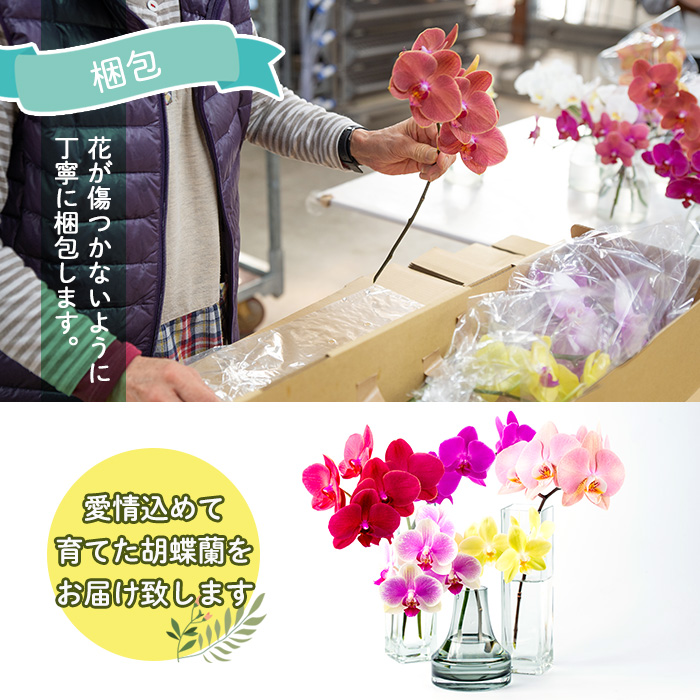 s098 ＜予約受付中！2026年2月より順次発送＞ミディ胡蝶蘭切花(MIX5本セット) 胡蝶蘭 蘭 コチョウラン 植物 花 フラワー MIX ミックス インテリア 観賞用 ギフト 贈答 贈り物 プレゼント【日野洋蘭園】