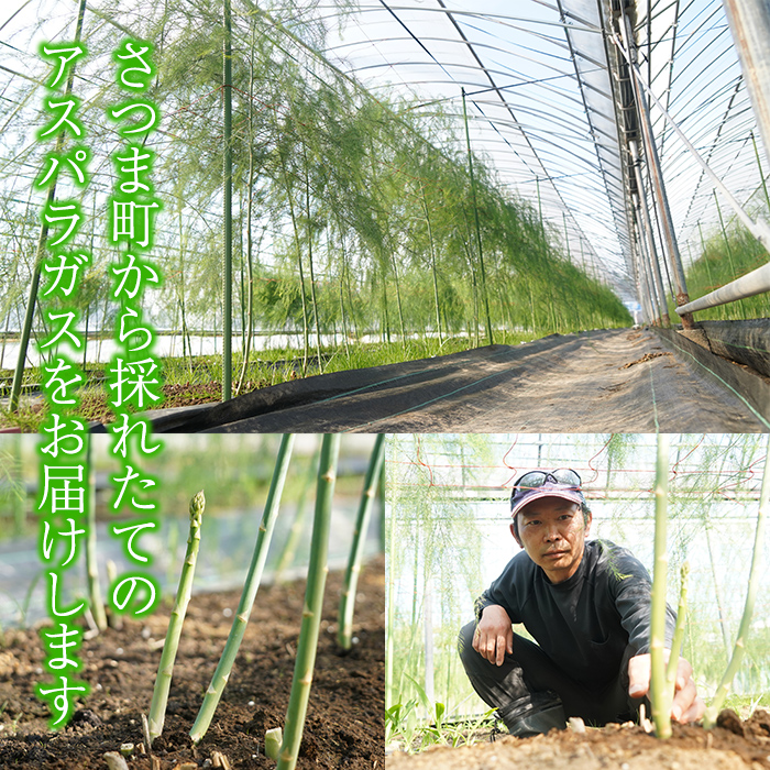 s228 ＜先行予約受付中！2026年2月下旬より順次発送＞≪数量限定≫さつま町産のアスパラガス(1kg・2L～Mサイズ混合) 鹿児島 国産 九州産 産地直送 アスパラ 野菜 ベジタブル【松金農園】