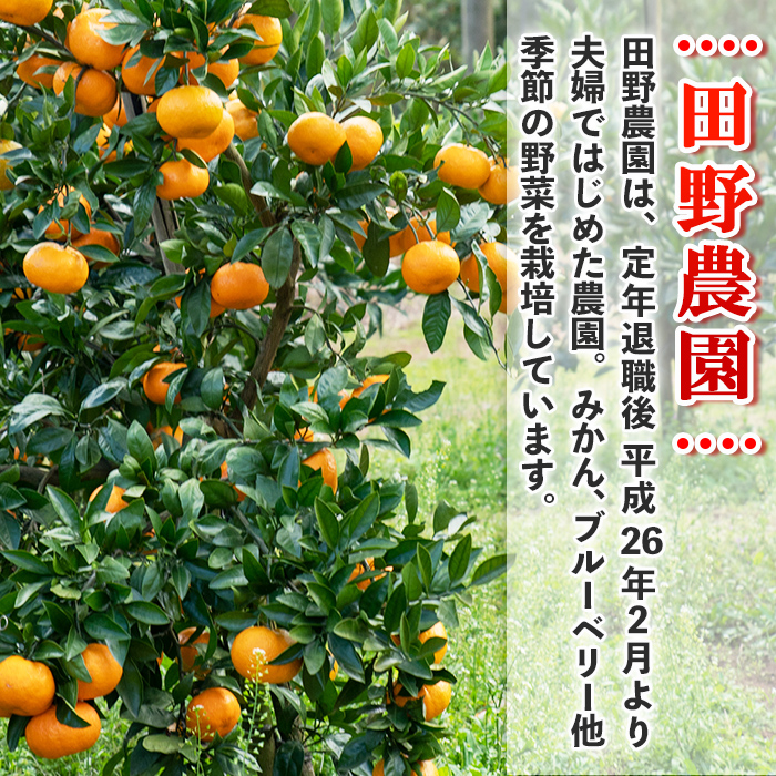 s498 ≪先行予約受付中！2025年12月中旬より順次発送≫十万温州みかん(計約10kg・M～Lサイズ) 鹿児島 国産 九州産 フルーツ 柑橘 みかん 蜜柑 【田野農園】