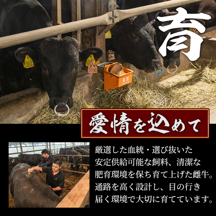 s596 ＜先行予約受付中！2026年1月中旬より順次発送予定＞鹿児島県産 北さつま高崎牛 サーロインステーキ (約300g×1枚 )黒毛和牛 A5ランク A5 雌牛 ステーキ サーロイン 牛肉 お肉  真空パック【太田家】