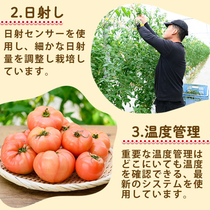 s613 《期間・数量限定》＜訳あり＞大玉トマト(約2kg) 鹿児島 国産 九州産 野菜 やさい 新鮮 とまと トマト 訳あり 規格外 ご家庭用 産地直送 サラダ 【吉祥庵園芸】