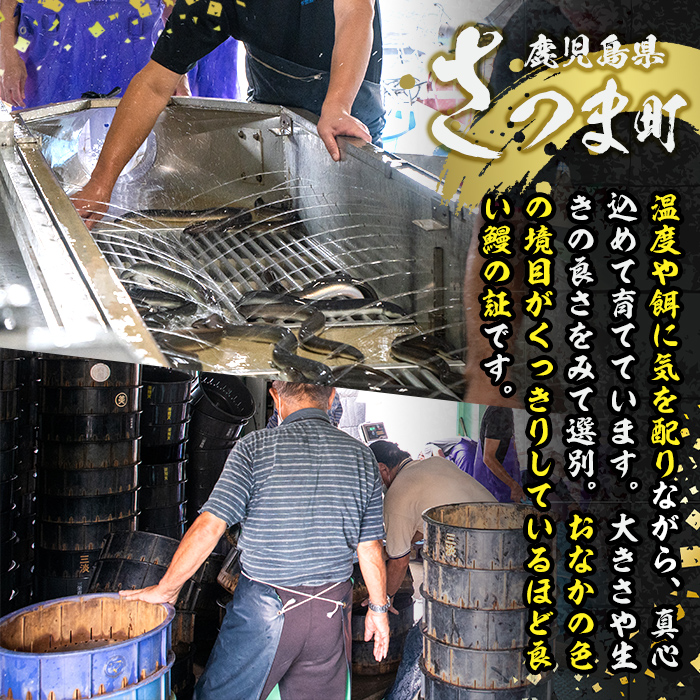 s650 【隔月・定期便6回】鹿児島県産 鰻蒲焼真空4尾セット！(計3.36kg・140g×4尾×6回) 鹿児島 九州産 国産 うなぎ ウナギ 鰻 土用の丑の日 蒲焼き うな重 ひつまぶし 定期便 隔月 1ヶ月おきに 冷凍 【薩摩川内鰻】