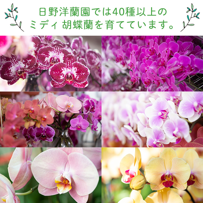 s098 ＜予約受付中！2026年2月より順次発送＞ミディ胡蝶蘭切花(MIX5本セット) 胡蝶蘭 蘭 コチョウラン 植物 花 フラワー MIX ミックス インテリア 観賞用 ギフト 贈答 贈り物 プレゼント【日野洋蘭園】