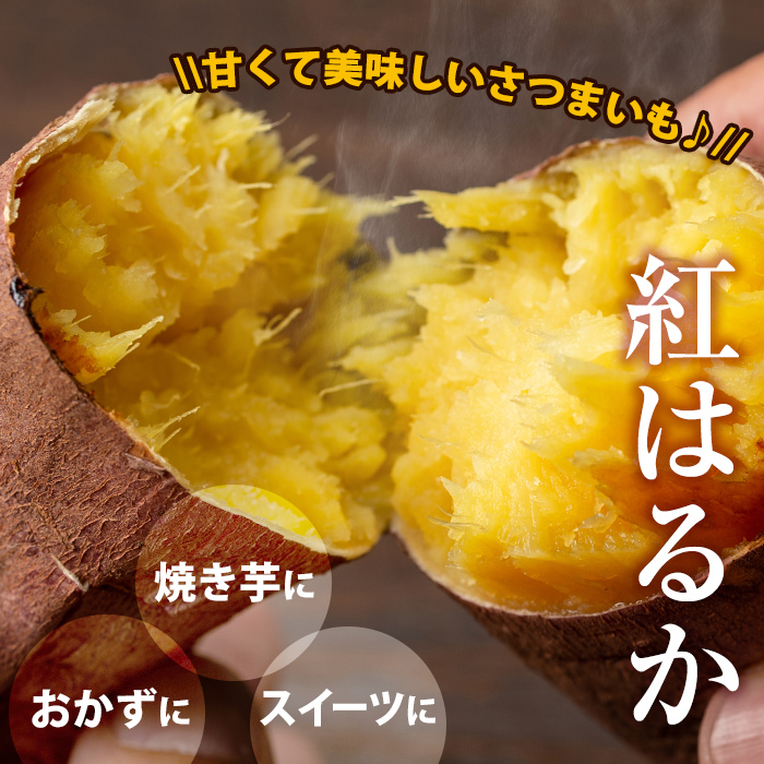 s088 《期間限定》鹿児島県産紅はるか生芋(10kg) 鹿児島 お芋 生芋 べにはるか 紅はるか さつまいも サツマイモ 薩摩芋 焼き芋 おかず スイーツ 【弐番屋】