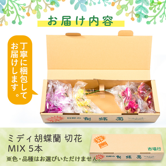 s098 ＜予約受付中！2026年2月より順次発送＞ミディ胡蝶蘭切花(MIX5本セット) 胡蝶蘭 蘭 コチョウラン 植物 花 フラワー MIX ミックス インテリア 観賞用 ギフト 贈答 贈り物 プレゼント【日野洋蘭園】