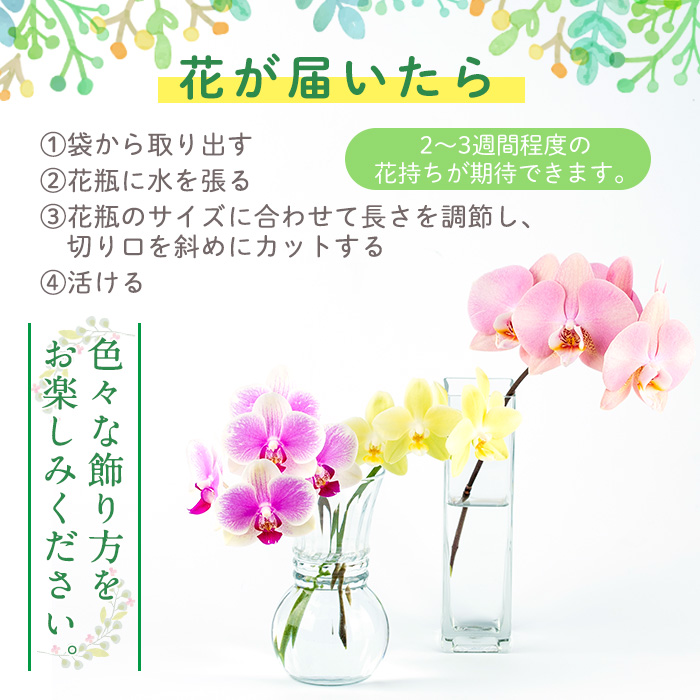 s098 ＜予約受付中！2026年2月より順次発送＞ミディ胡蝶蘭切花(MIX5本セット) 胡蝶蘭 蘭 コチョウラン 植物 花 フラワー MIX ミックス インテリア 観賞用 ギフト 贈答 贈り物 プレゼント【日野洋蘭園】