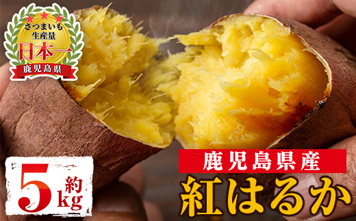 s604 《期間限定》鹿児島県産紅はるか生芋(5kg) 鹿児島 お芋 生芋 べにはるか 紅はるか さつまいも サツマイモ 薩摩芋 焼き芋 おかず スイーツ 【弐番屋】