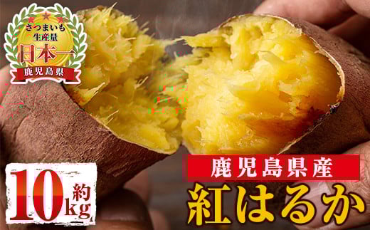 s088 《期間限定》鹿児島県産紅はるか生芋(10kg) 鹿児島 お芋 生芋 べにはるか 紅はるか さつまいも サツマイモ 薩摩芋 焼き芋 おかず スイーツ 【弐番屋】