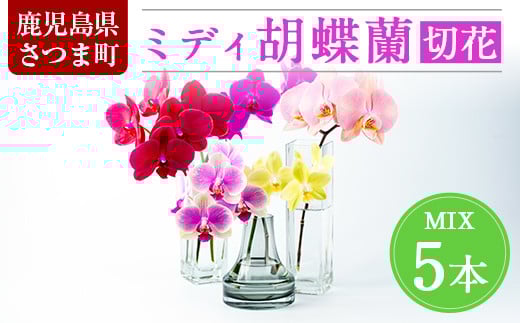 s098 ＜予約受付中！2026年2月より順次発送＞ミディ胡蝶蘭切花(MIX5本セット) 胡蝶蘭 蘭 コチョウラン 植物 花 フラワー MIX ミックス インテリア 観賞用 ギフト 贈答 贈り物 プレゼント【日野洋蘭園】