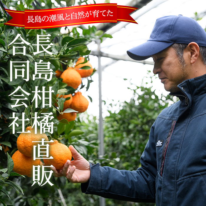 長島町産 大将季（ハウス） 贈答用 (約2.5kg)  1月中旬発送 【長島柑橘直販合同会社】_kanchoku-7159