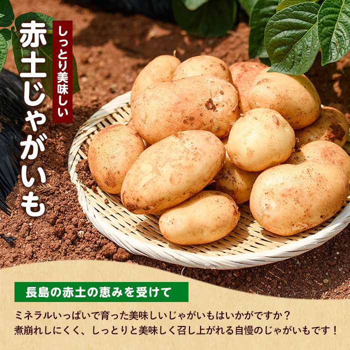 《先行受付:５月発送》長島町 いから島産 赤土 じゃがいも10kg 【高橋農園】_takahashi-7308