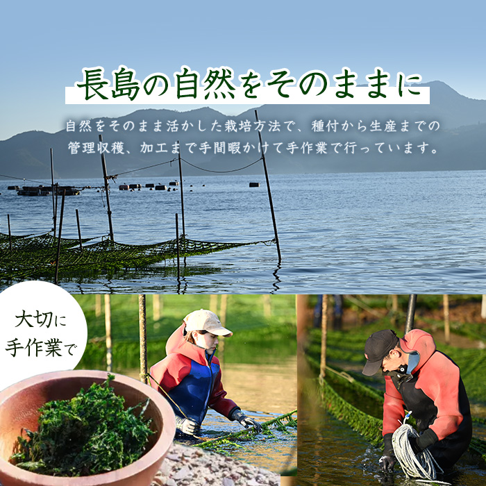 夫婦漁師の乾燥あおさ（10g×5袋）【夫婦漁師Hashimoto】_fuufu-7036