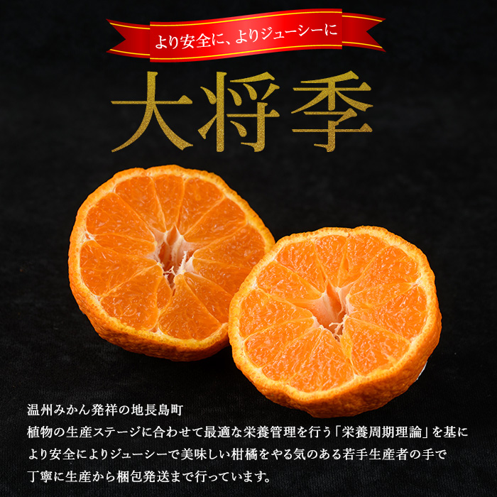 長島町産 大将季（ハウス） 贈答用 (約2.5kg)  1月中旬発送 【長島柑橘直販合同会社】_kanchoku-7159