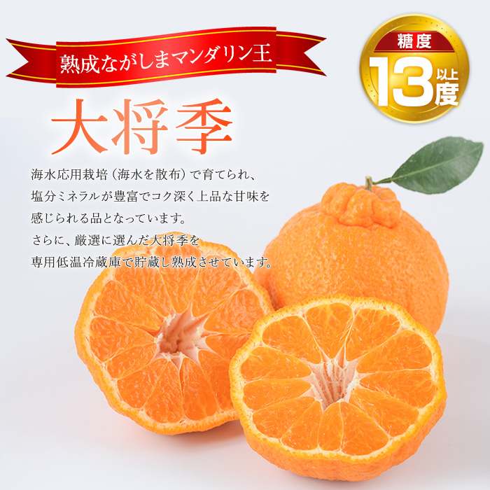 【先行予約】熟成 ながしまマンダリン王(大将季) 約5kg【ながしまマンダリングループ】_mandarin-7199