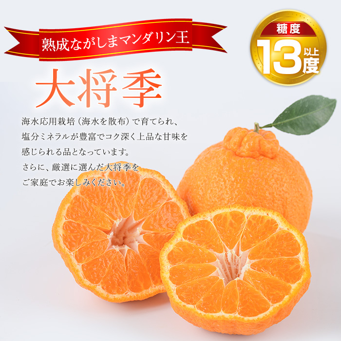 【先行予約】ながしまマンダリン王【露地】(大将季) 約5kg【ながしまマンダリングループ】_mandarin-7197