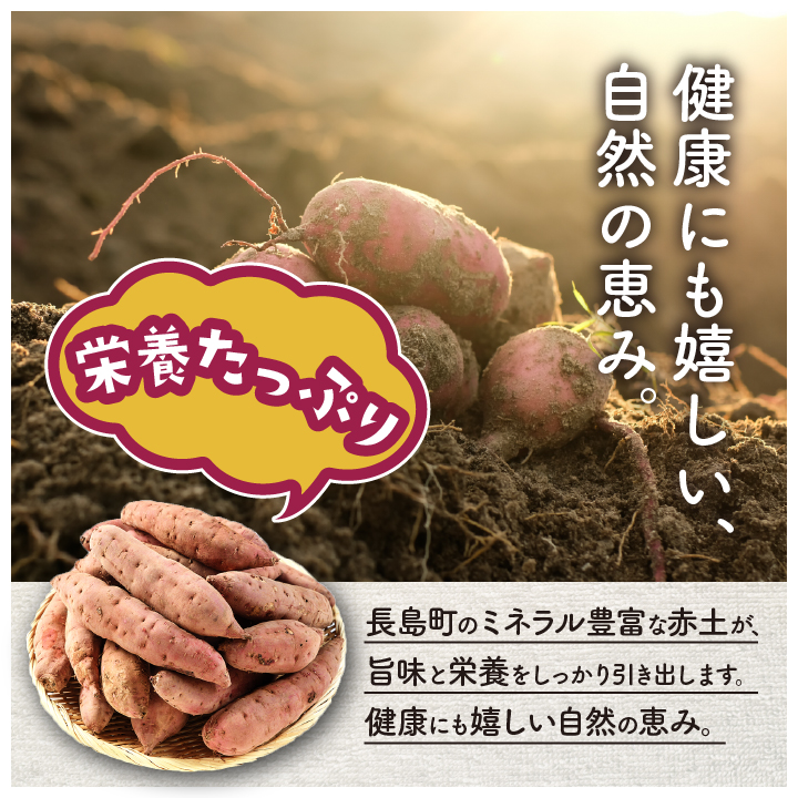 《 訳あり 》飯尾農園 熟成 紅はるか 約5kg 芋 いも さつまいも サツマイモ 鹿児島県産 国産 長島町産 べにはるか 熟成【飯尾農園】_miio-7233